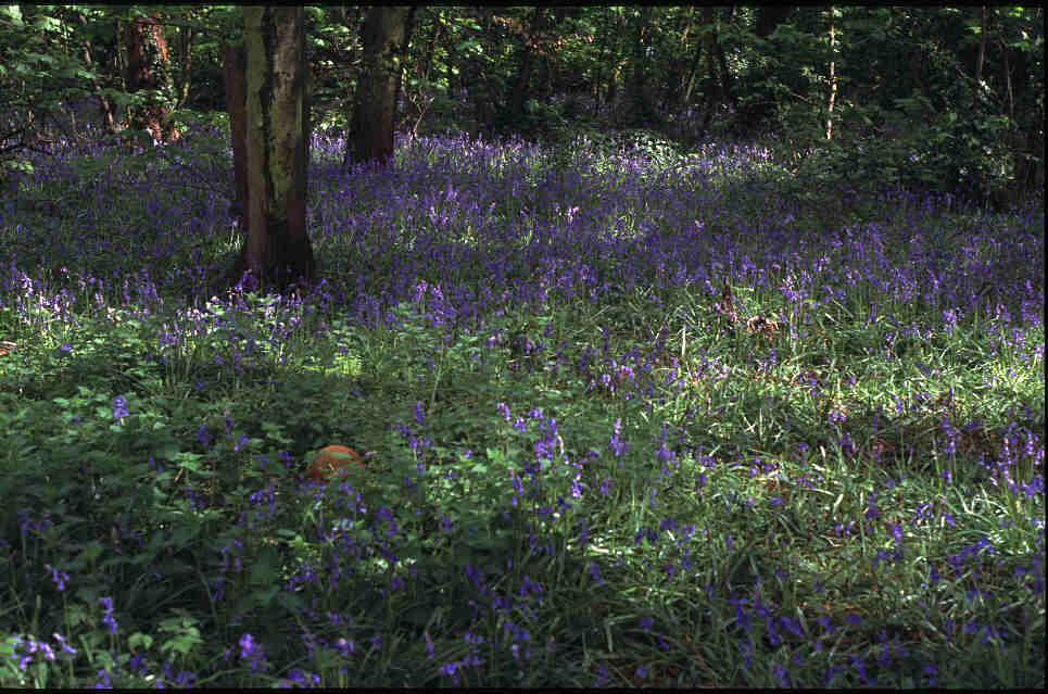 Our Bluebell Wood 